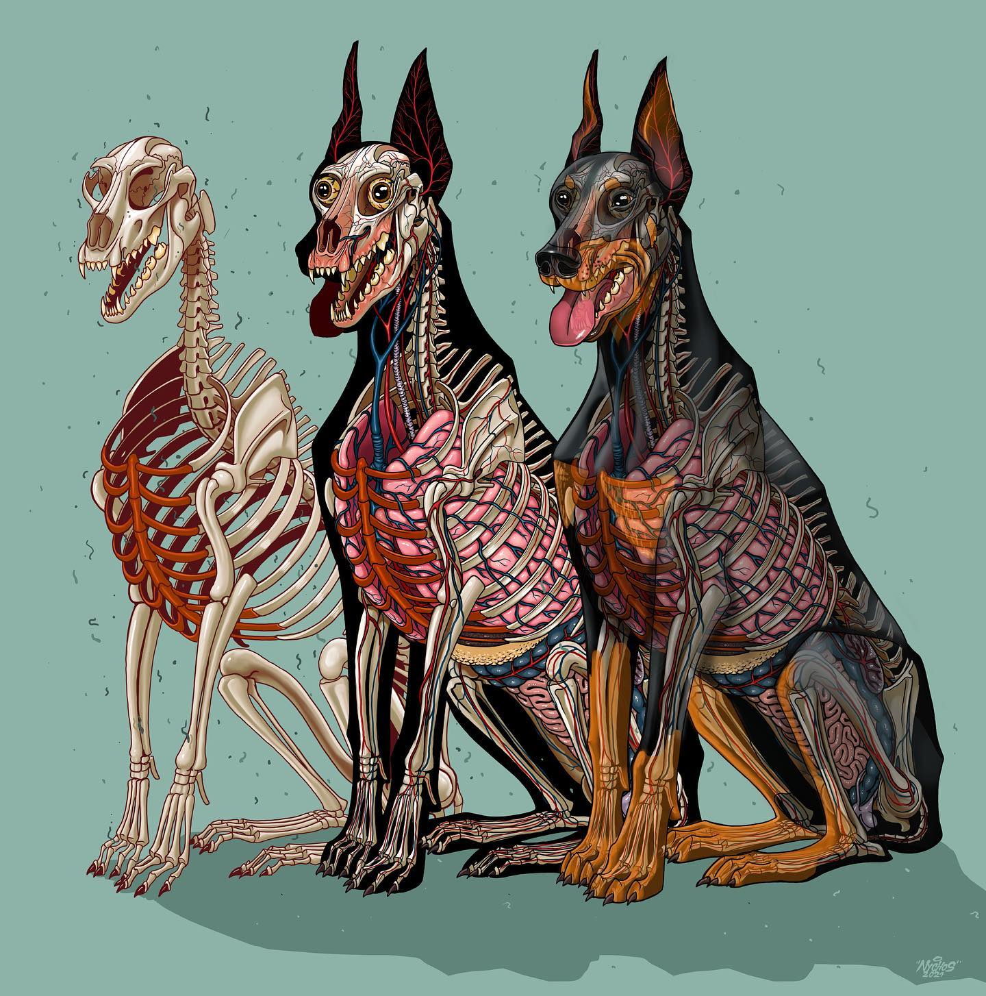 DOBERMANN ANATOMY - NEW PRINT BY NYCHOS - rabbiteyemovement.at