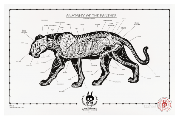 ANATOMY OF THE PANTHER: ANATOMY SHEET NO.13