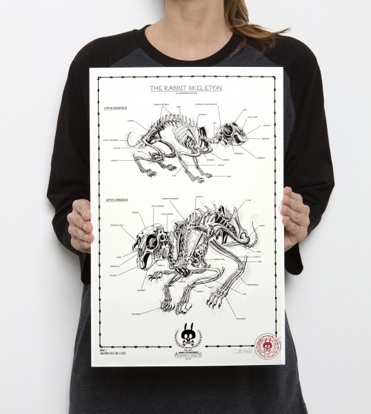 THE RABBIT SKELETON: ANATOMY SHEET NO. 2
