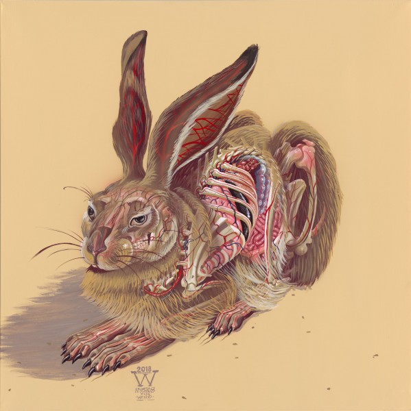 TRANSLUCENT HARE