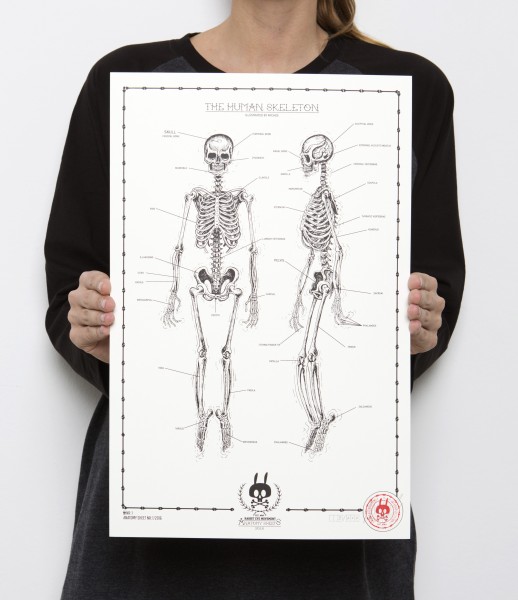 THE HUMAN SKELETON - Anatomy Sheet No.1
