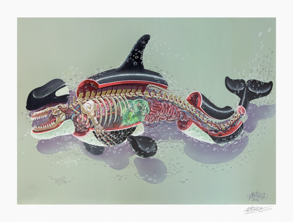 NYCHOS: Dissection of an Orca