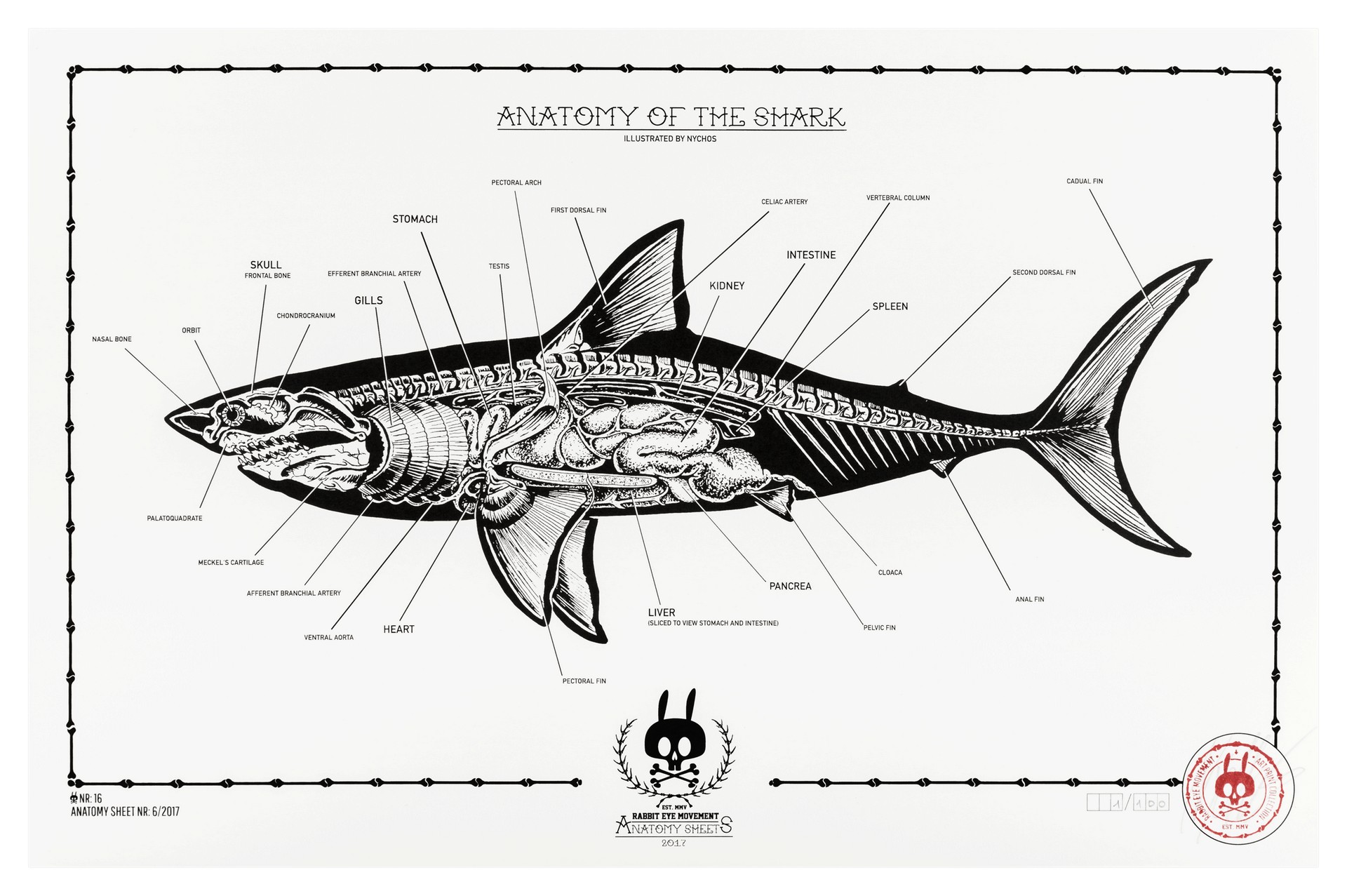 shark skeleton labeled